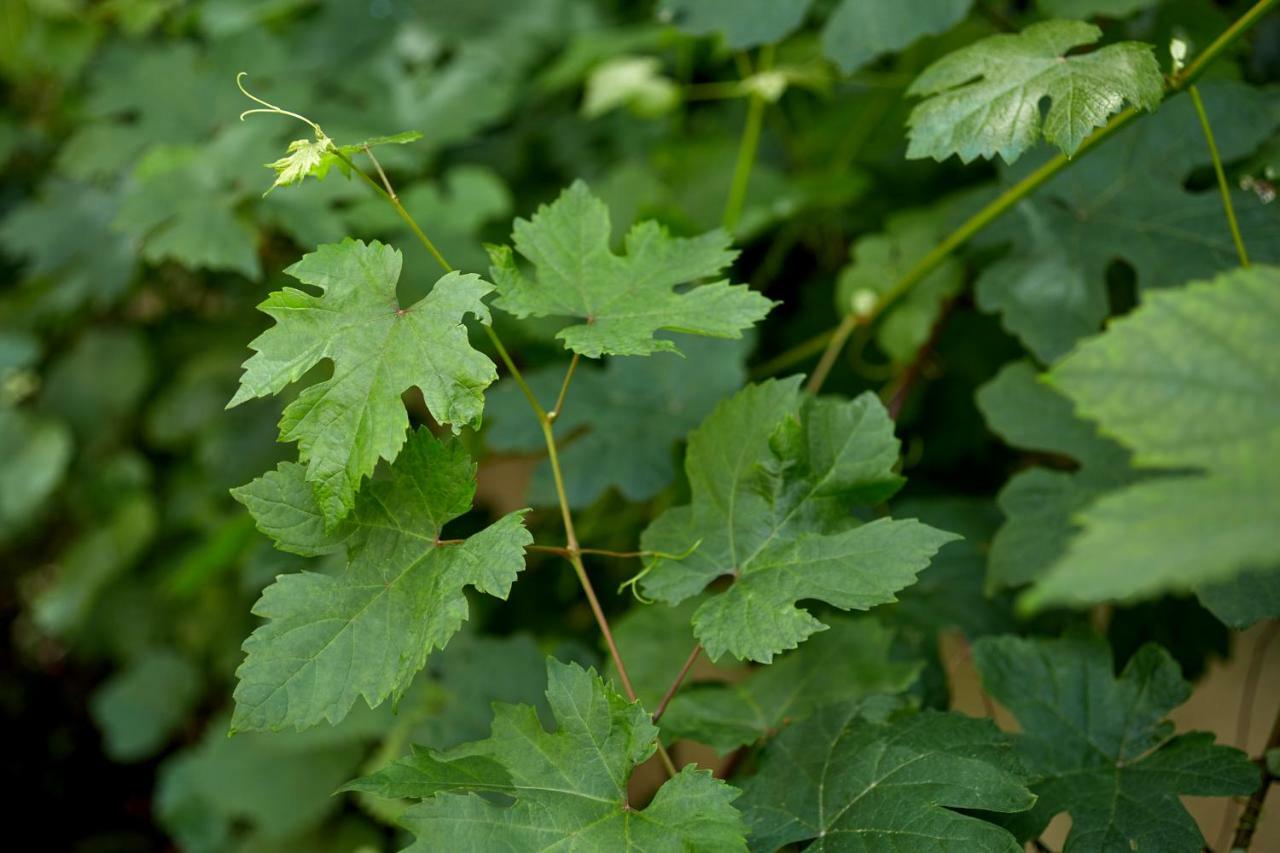 Le Galant - Etchegorry 3* Paris